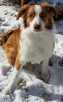 sadie