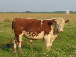 bull 2