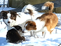 border collies