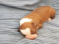 darker sable and white male
