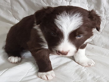 puppy