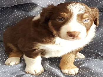 puppy