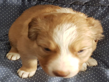 puppy
