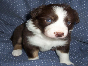 puppy