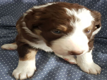 puppy