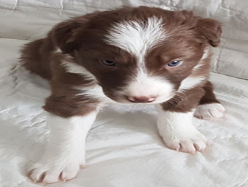 puppy