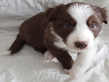 puppy