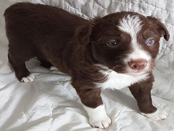 puppy
