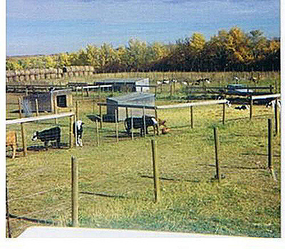feedlot