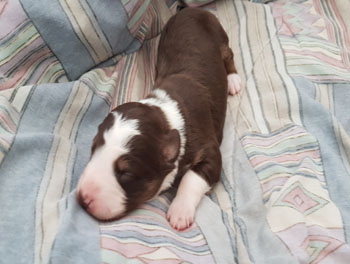 puppy