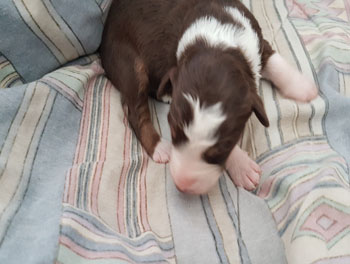 puppy