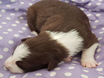 red and white