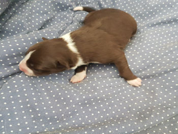 border collie pup