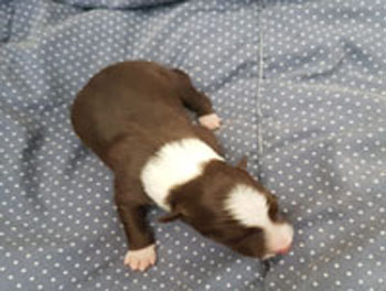 border collie puppy