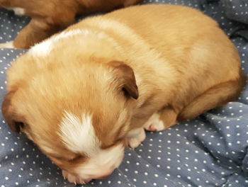 sable pup