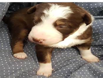 puppy